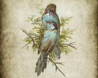 Vintage Bird Illustrations on Old Paper - INSTANT DOWNLOAD -  BIRD  06 - 8 x 10 inches in size -3.50