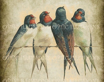 Printable Digital Picture - INSTANT DOWNLOAD - Vintage Bird Illustrations on Old Paper - BIRD  02 - 8 x 10 inches in size-3.50