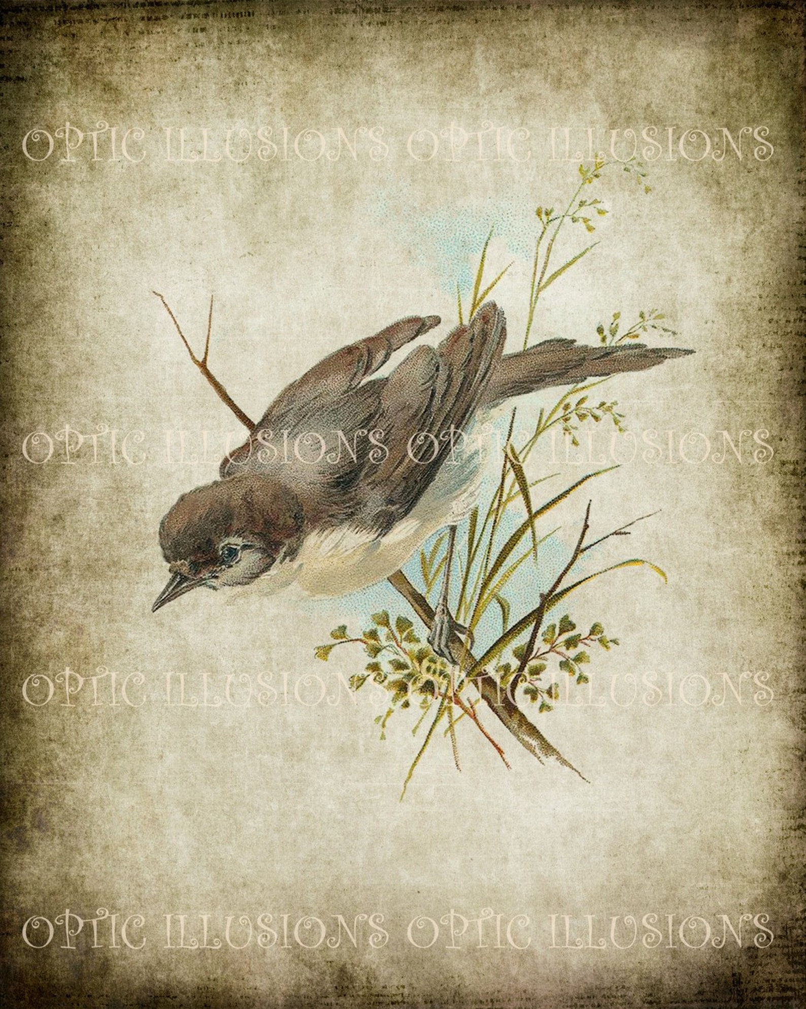 Vintage Bird Illustrations on Old Paper - BIRD 12 - 8 X 10 Inches ...