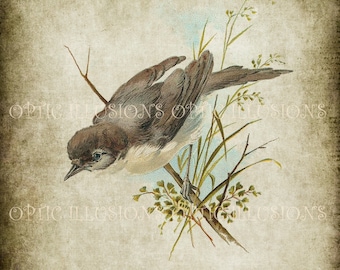 Vintage Bird Illustrations on Old Paper - BIRD 12  - 8 x 10 inches  - INSTANT DOWNLOAD -3.50