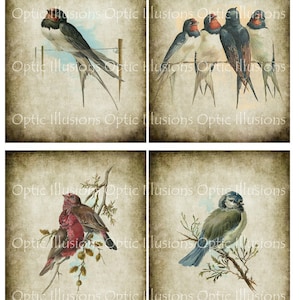 Pájaro Vintage ilustraciones - especiales - descarga inmediata cuatro fotos 4 x 5 pulgadas - cuadros 1 a 4 - suministros de tarjetas, Scrapbooking --3.50