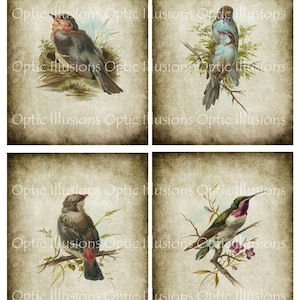 Ilustrações de pássaros vintage - quatro fotos - 4 x 5 polegadas - fotos 5 a 8 - suprimentos para cartões, álbum de recortes - DOWNLOAD INSTANTÂNEO -3,50