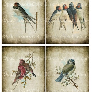 Vintage Vogel Illustrationen - SOFORT DOWNLOAD - Set von 12 Bildern - Jedes Bild ist 4 x 5 Zoll - You Save 35% - Karten, Scrapbooking6.75