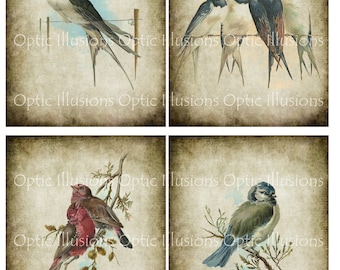 Vintage Bird Illustrations - INSTANT DOWNLOAD - Set of 12 Images - Each Image is 5 x 7 Inches - You Save 35% - Cards, Scrapbooking - 6.75