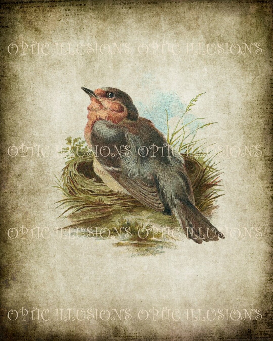 Vintage Bird Illustrations on Old Paper - BIRD 05 - 8 X 10 Inches ...