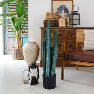 May include: A large green cactus plant in a black pot, with two antique oil lamps and a wooden dresser with drawers in the background.