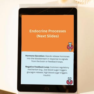 Endocrine System Anatomy Flashcards