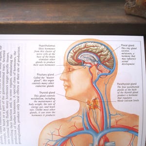 The Human Body, An Illustrated Guide to Every Part of the Human Body and How It Works, DK 2001 Edition 5.5" x 6.5" Medical Atlas, Terms