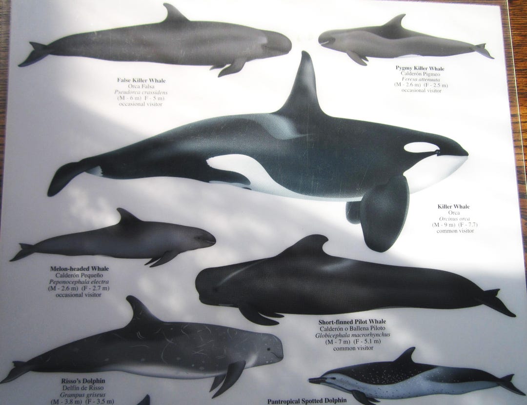 Marine Mammals Laminated MX Field Guide, Baja California Sea of Cortez ...