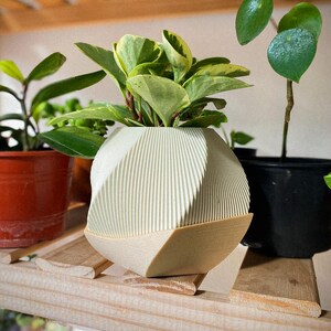 May include: A two-tone geometric planter in light green and beige, containing a small plant with green and yellow leaves. The planter is on a wooden shelf with other potted plants visible in the background.