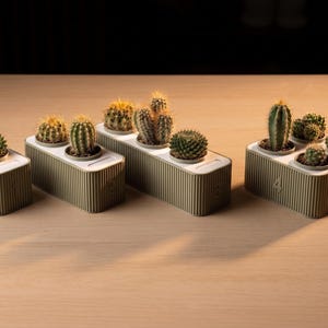 May include: A collection of small cacti in modern, rectangular planters. The planters are olive green with a ribbed texture and white tops. The cacti vary in size and shape, with green and yellow spines.