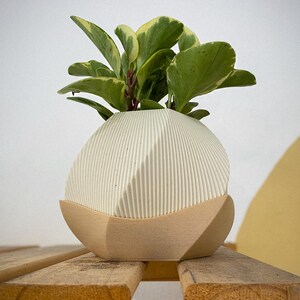 May include: A small, white, ribbed ceramic planter with a light wood base, holding a green and yellow plant. The planter has a unique, rounded shape and sits on a wooden surface. The plant has large, rounded leaves.