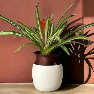 Peut inclure: Une plante en pot avec de longues feuilles vertes et blanches rayées et une fleur rouge vif. La plante est dans un vase bicolore, avec une base blanche texturée et un dessus marron foncé.