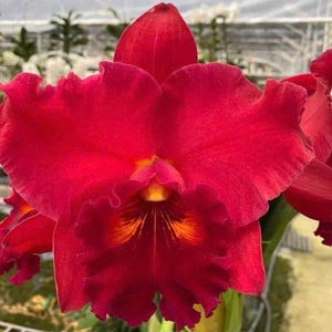 May include: Close-up of a vibrant red orchid flower with ruffled petals. The center of the flower has a yellow and orange pattern. The flower is in full bloom, showcasing its intricate details and rich color.