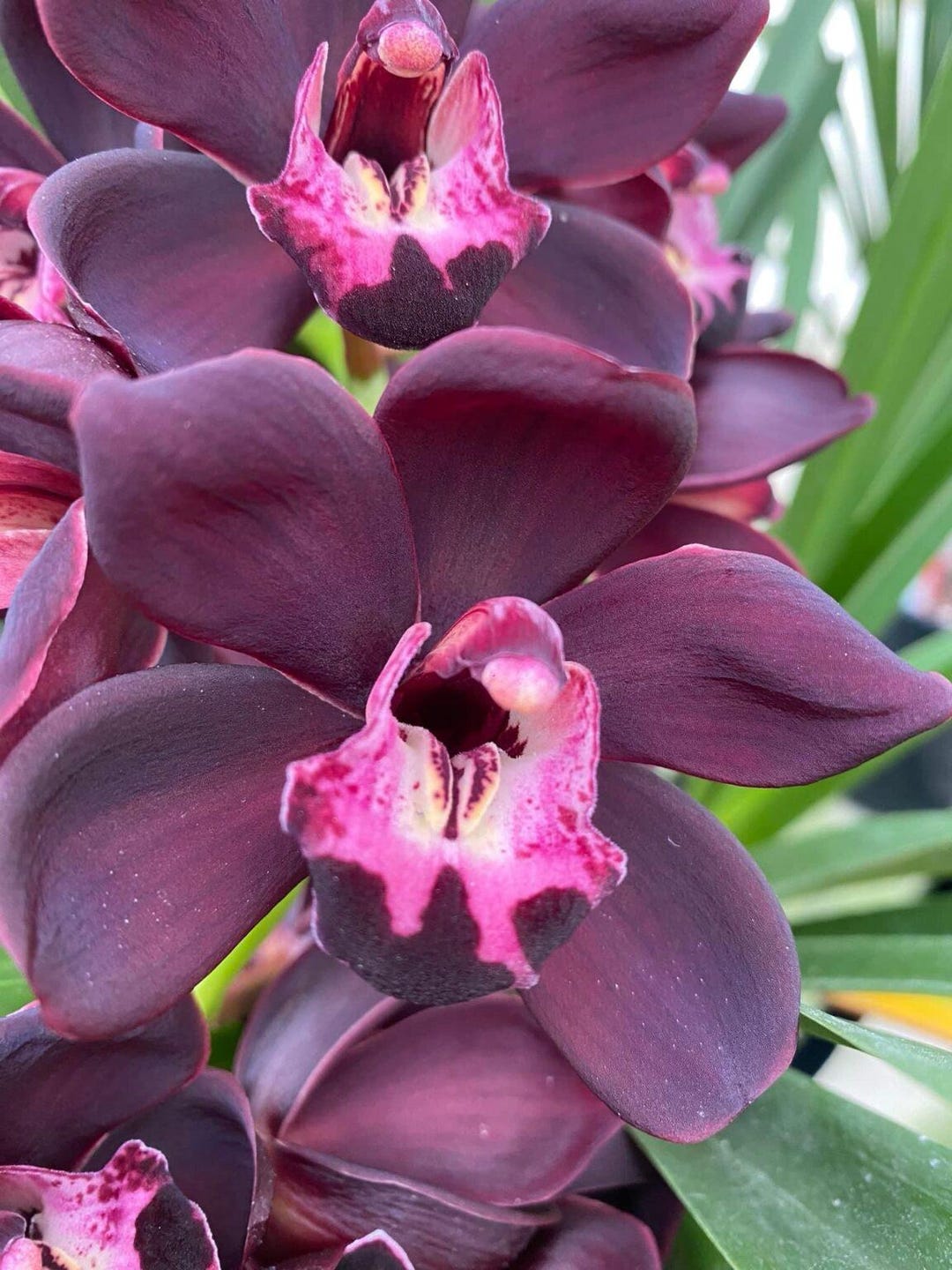 Cymbidium Kiwi Midnight 'geyserland' FCC/AOS - Pendulous. - Etsy