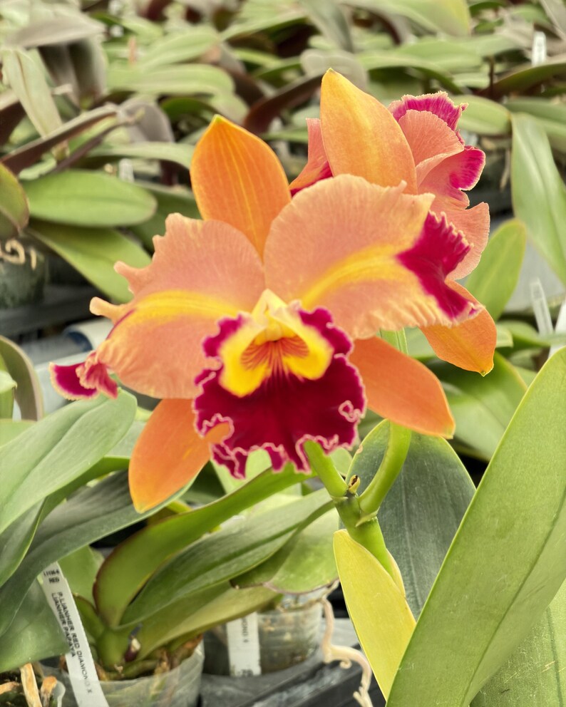 Rlc. Chief Queen ‘lighting’ ~ 5” Pot ~ Perloric ~ Super Fragrant. - Etsy