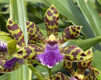Zygopetalum Kiwi Kotler ‘Kutie’ AM/AOS