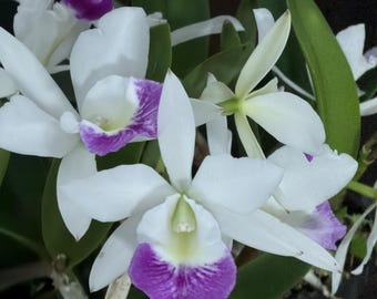 Blc. Hawaii Stars ‘Only One’ ~ 5” pot  ~ super fragrant.