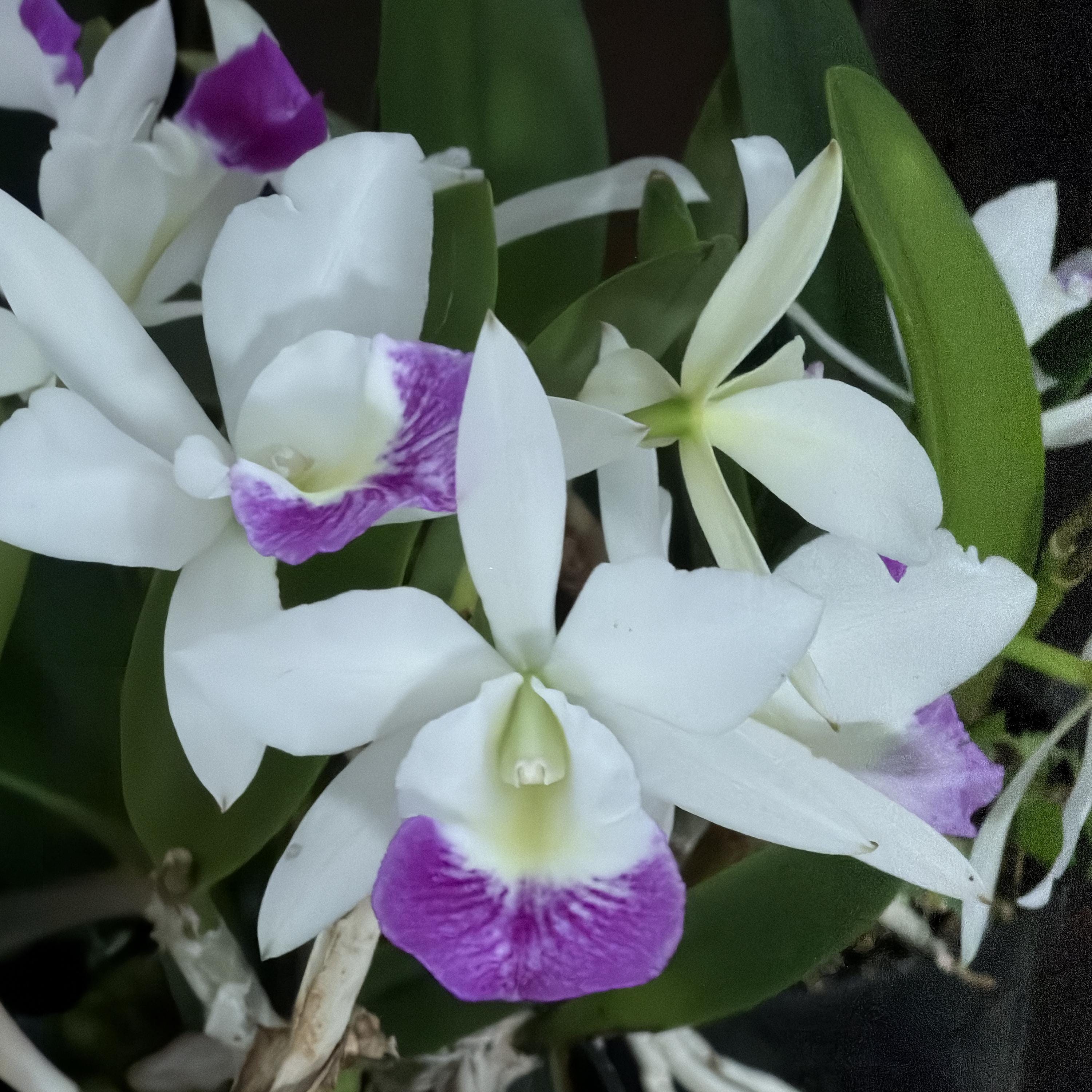 Blc. Hawaii Stars 'only One' ~ 5” Pot ~ Super Fragrant. - Etsy