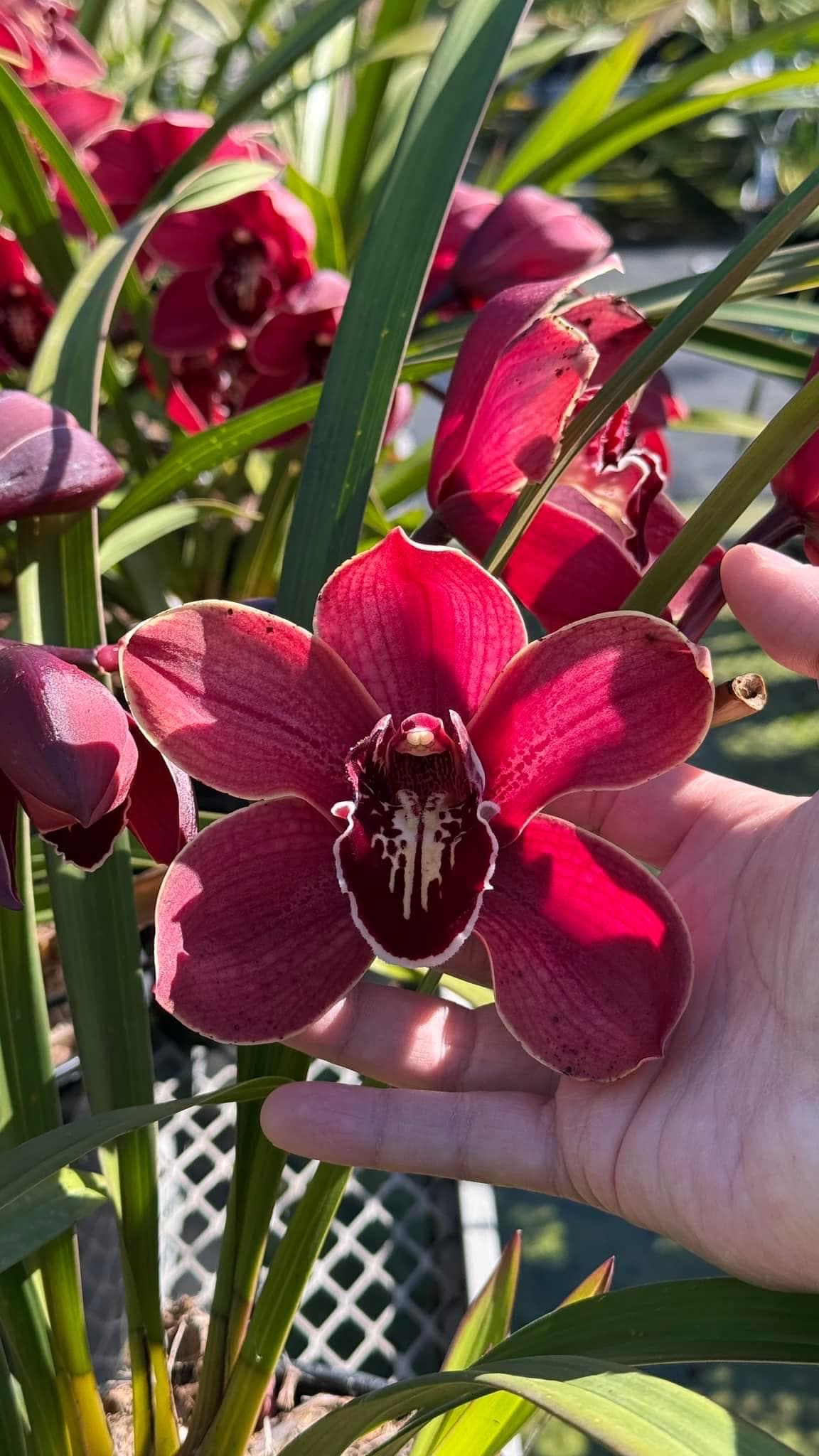 Cym. Barrita Pillar 'frech Burgundy' - Etsy