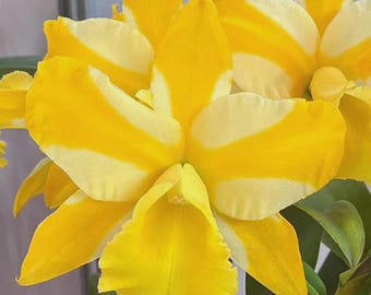 Rlc. Hua Young Gold 'Candy Corn' ~ super fragrant ~ 5" pot