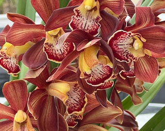 Cymbidium Barrita Magic &#39;Flame Brown&#39;