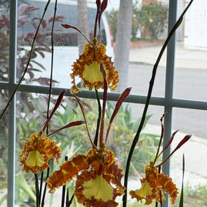 May include: An orchid plant featuring multiple blooms with ruffled petals in shades of deep rust-orange and bright yellow. The flowers have long, slender, dark brown sepals and petals extending upwards and outwards from the central labellum.