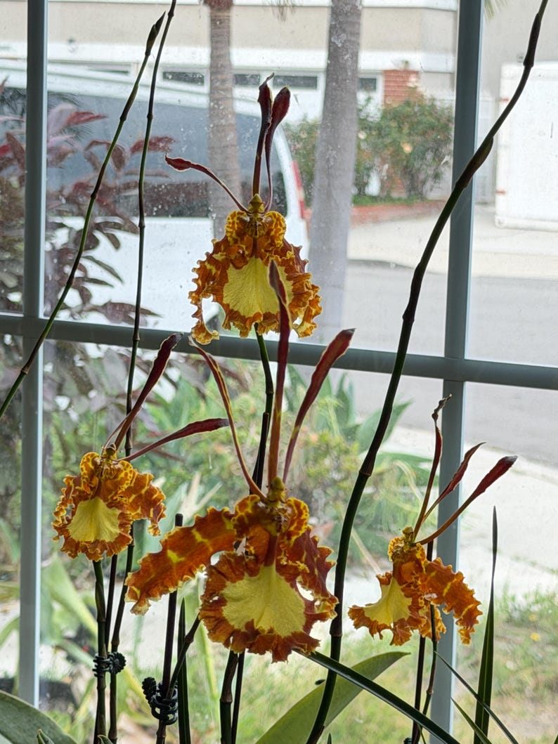 May include: An orchid plant featuring multiple blooms with ruffled petals in shades of deep rust-orange and bright yellow. The flowers have long, slender, dark brown sepals and petals extending upwards and outwards from the central labellum.