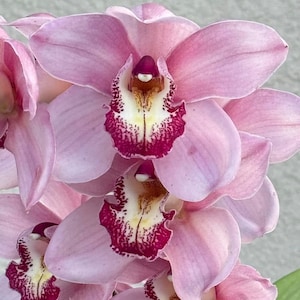 May include: Close-up of a cluster of pink orchids. The petals are a soft pink with a darker pink and yellow pattern in the center. The flowers are in full bloom, with a few green leaves visible.