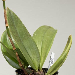 May include: A green orchid plant with long, pointed leaves and a tall, thin stem growing in a black plastic pot. A white plant identification tag is inserted into the soil, clearly displaying the printed text OT0142 Psychp. Mariposa.