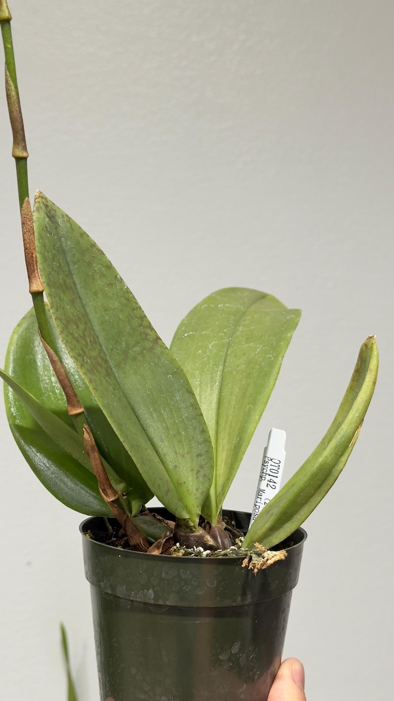 May include: A green orchid plant with long, pointed leaves and a tall, thin stem growing in a black plastic pot. A white plant identification tag is inserted into the soil, clearly displaying the printed text OT0142 Psychp. Mariposa.