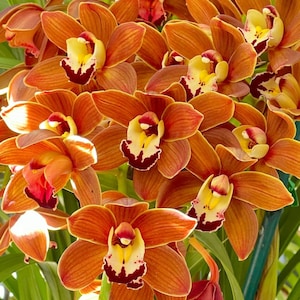 Cymbidium Volcanic Flash 'Tim Tam' Fragrant.