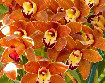 Cymbidium Volcanic Flash &#39;Tim Tam&#39; Fragrant.