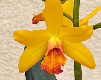 Rlc Yasuji Takasaki Hawaii - Young Orchid | 2.5 Inch Pot - Etsy