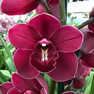 May include: Close-up of a vibrant burgundy orchid flower with white edges. The petals are smooth and layered, with a detailed center featuring white and burgundy patterns. Green leaves and stems provide a natural backdrop.