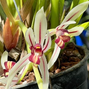 May include: A close-up of a white orchid with red stripes on the petals. The orchid is in a black pot with brown soil.