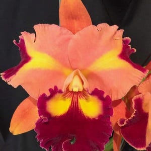 May include: A close-up of a Cattleya orchid flower. The petals are a blend of peach, yellow, and deep burgundy. The flower has a ruffled edge and a prominent yellow center, set against a dark background.