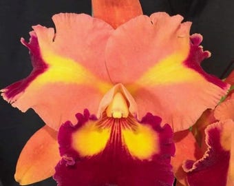 Rlc. Chief Queen ‘Lighting’ ~ 5” pot ~ perloric ~ super fragrant.