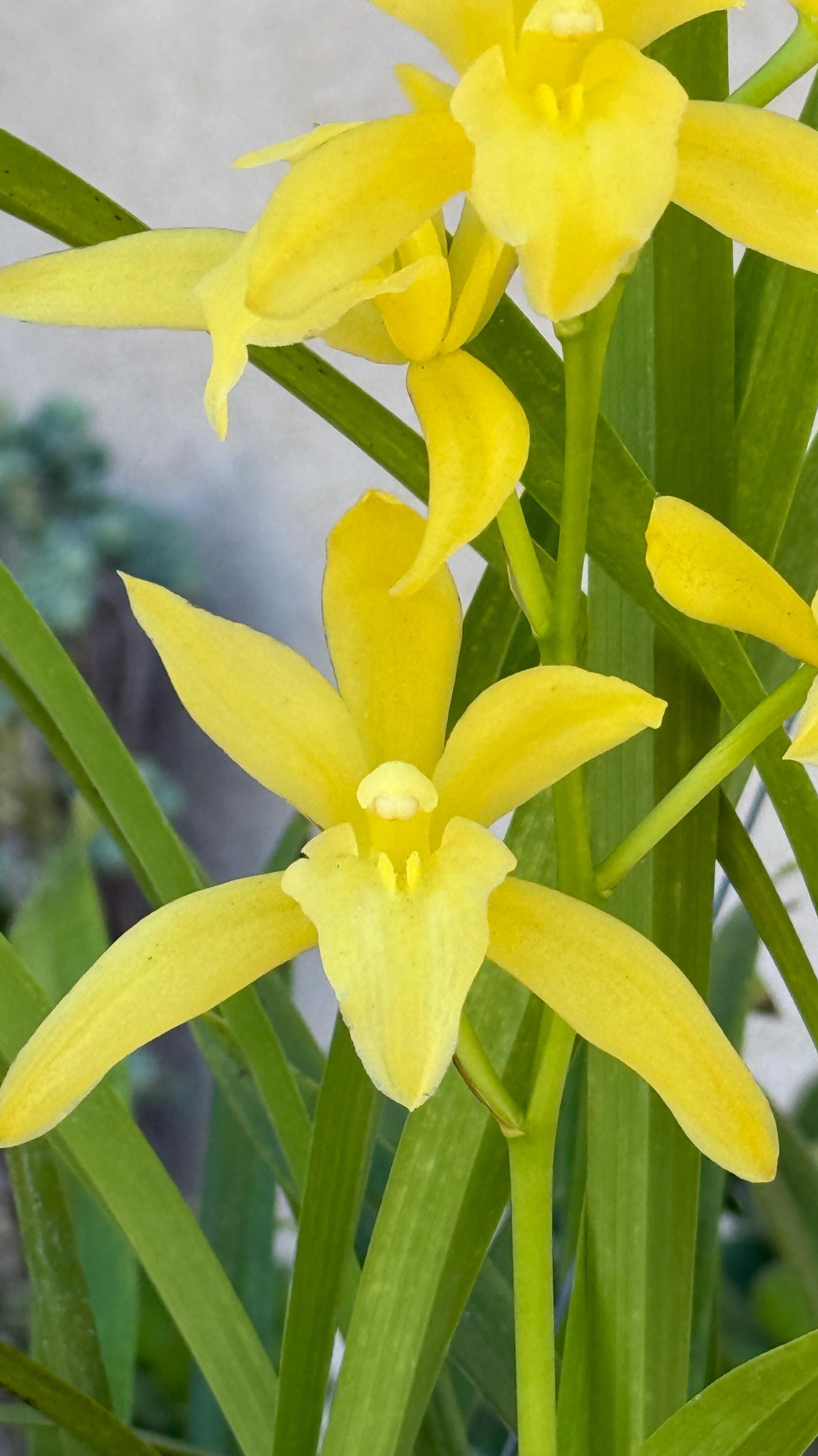 Cymbidium Golden Elf 'sundust' Hcc/aos. Fragrant - Etsy