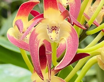 Dendrobium Red Blood - Fragrant. (6 inches pot)