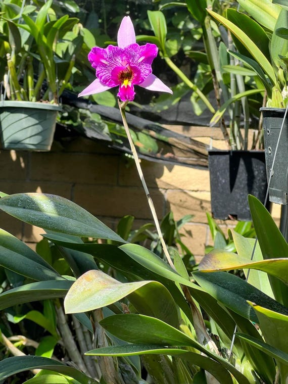 Laelia Anceps 'sanbar Super Splash' AM/AOS - Etsy