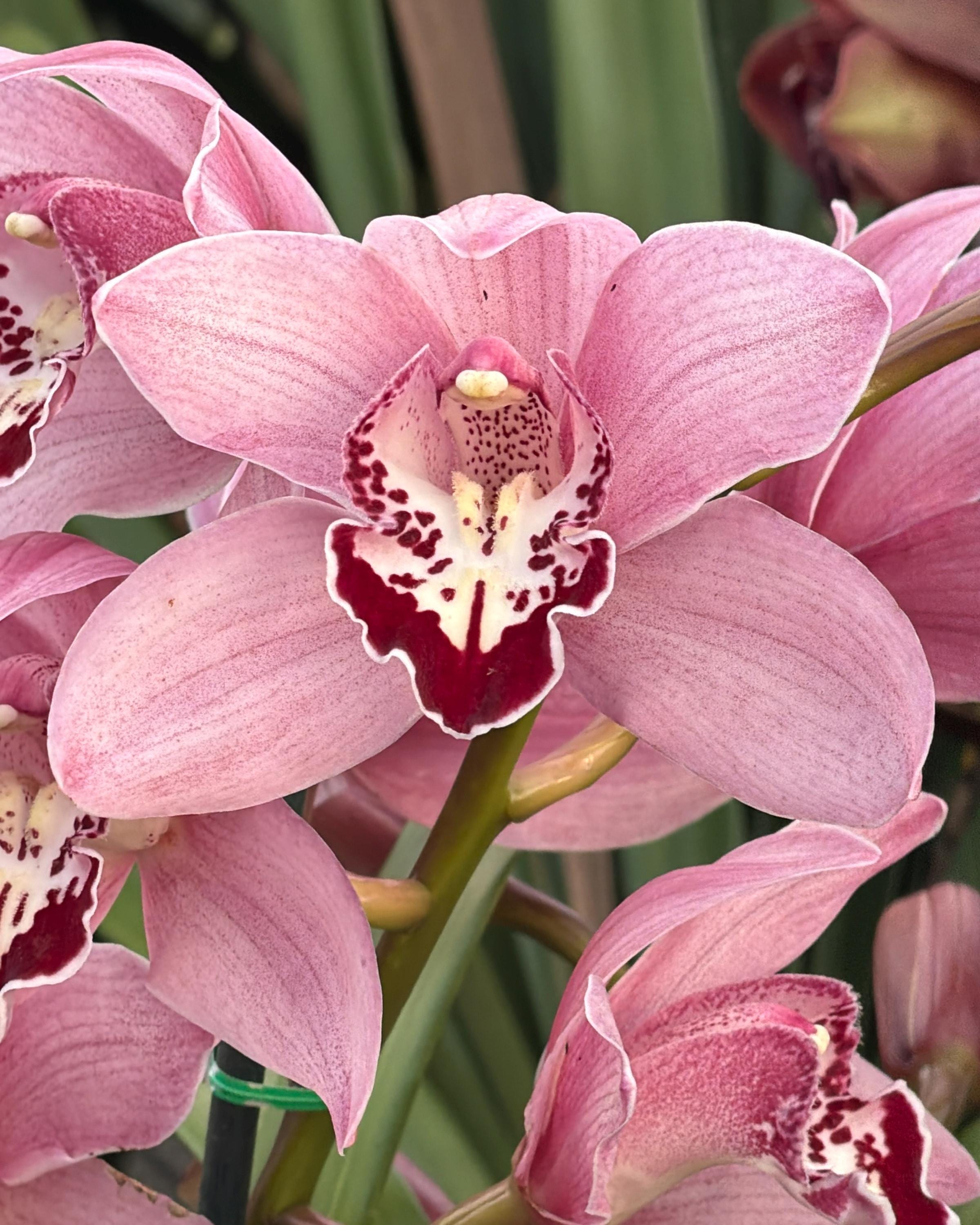 Cymbidium Barrita Whop 'pink & Dark Lip' - Etsy