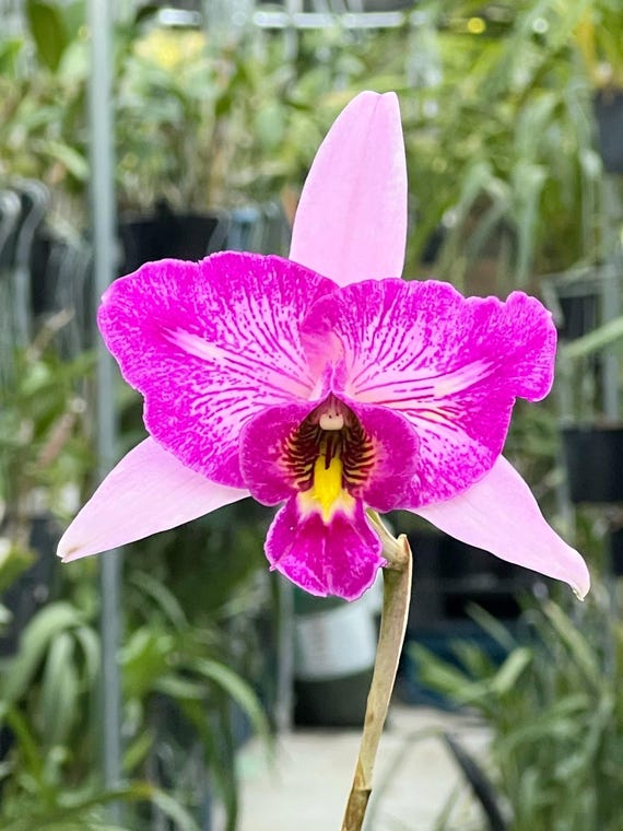 Laelia Anceps 'sanbar Super Splash' AM/AOS - Etsy