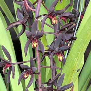 May include: Close-up of a cluster of dark purple orchids with yellow and red centers. The orchid petals are elongated and slightly curved, with a velvety texture. The flowers are set against a backdrop of green leaves and stems, creating a striking contrast.