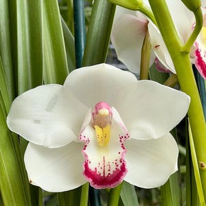 May include: A white orchid with a pink and yellow center. The orchid is in bloom and has several petals. The orchid is surrounded by green leaves.