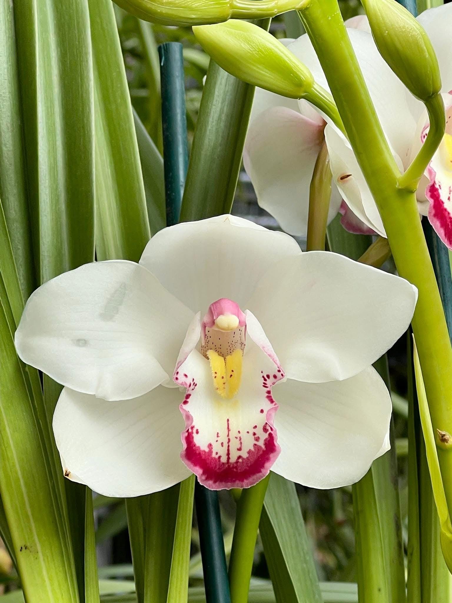 シャトル Orchid Teleflora's Stained Glass Orchid in Sykesville MD
