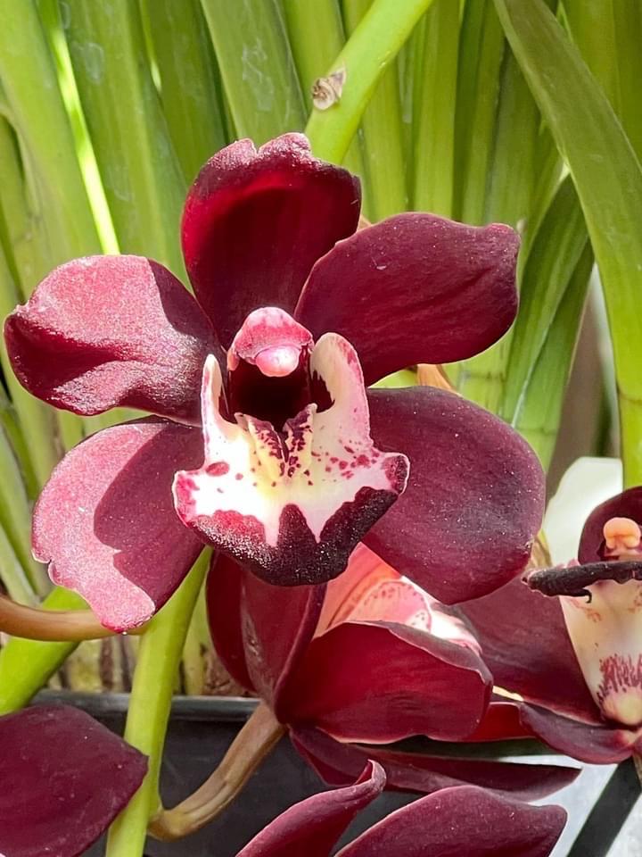 Cymbidium Kiwi Midnight 'geyserland' FCC/AOS - Pendulous. - Etsy