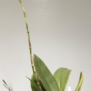 May include: A potted orchid plant with several broad, green, speckled leaves and a single, long, slender, upright flower spike. The plant is housed in a dark green plastic pot and includes a small white identification tag labeled OT0142.