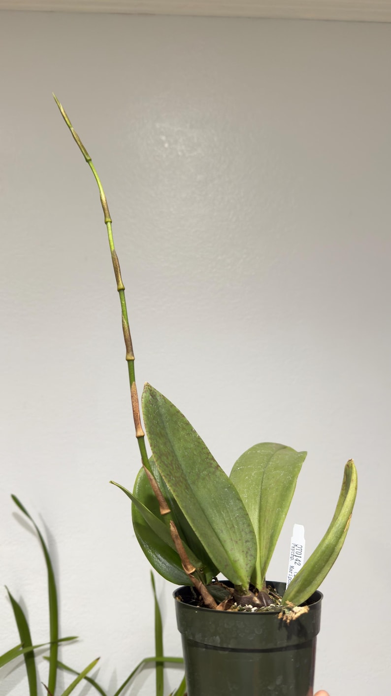 May include: A potted orchid plant with several broad, green, speckled leaves and a single, long, slender, upright flower spike. The plant is housed in a dark green plastic pot and includes a small white identification tag labeled OT0142.