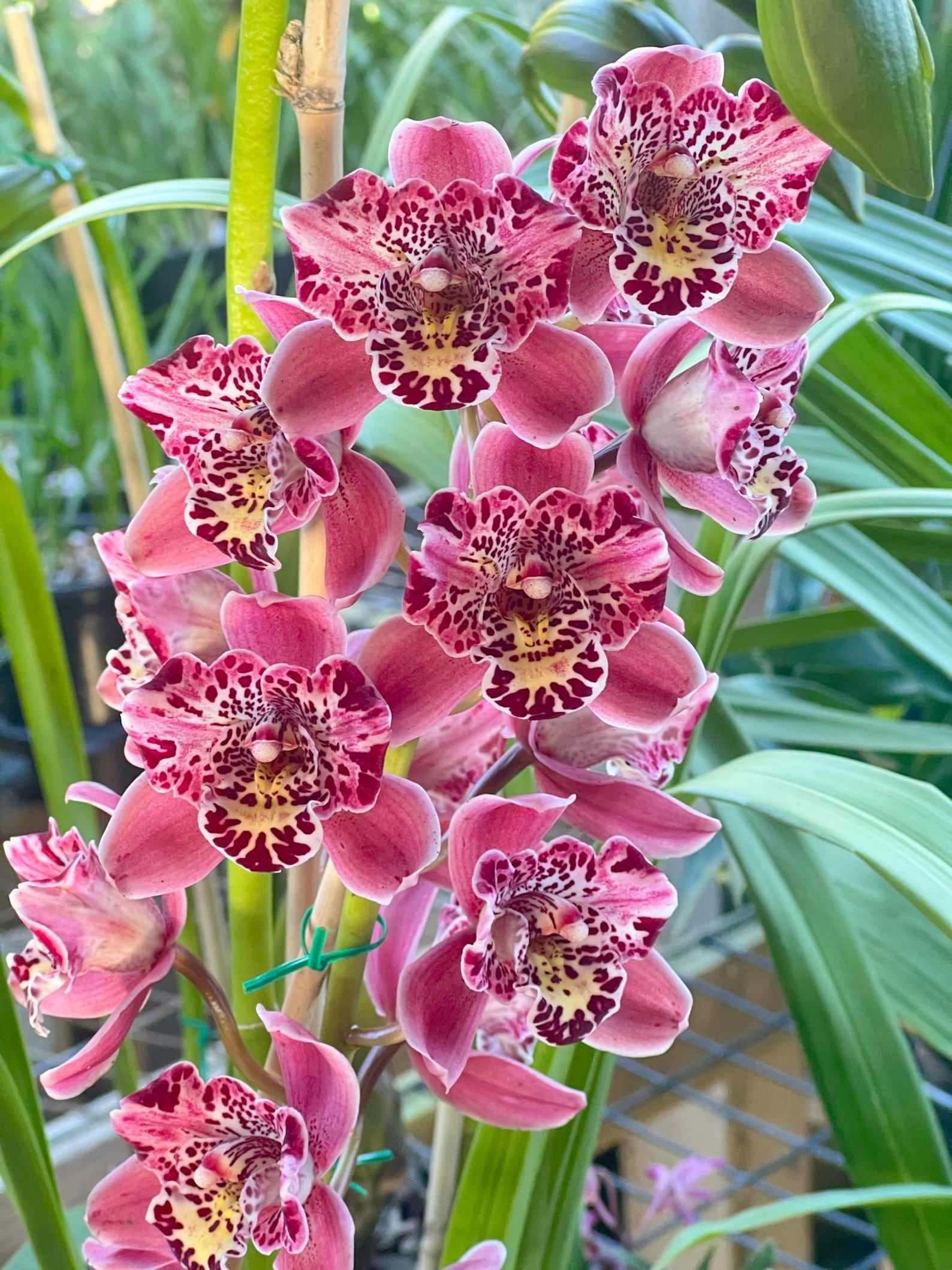 Cymbidium Strathdon ‘cooksbridge Noel’ AM/RHS ~ Perloric Version ...